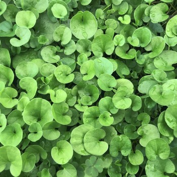 Dichondra Repens Bottos - 500 g Dicondra repens graines de couvre-sol pour tapis épais nécessitant peu d'entretien graines