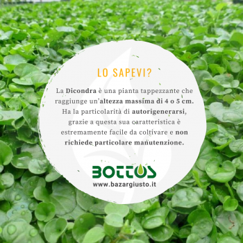 Dichondra Repens Bottos - 500 g Dichondra repens semillas cubresuelos para alfombras gruesas de bajo mantenimiento Semillas d...