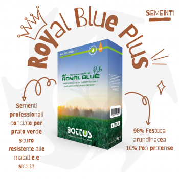 Royal Blue Plus Bottos - 1Kg Graines tannées professionnelles pour pelouse vert foncé résistante aux maladies et à la séchere...